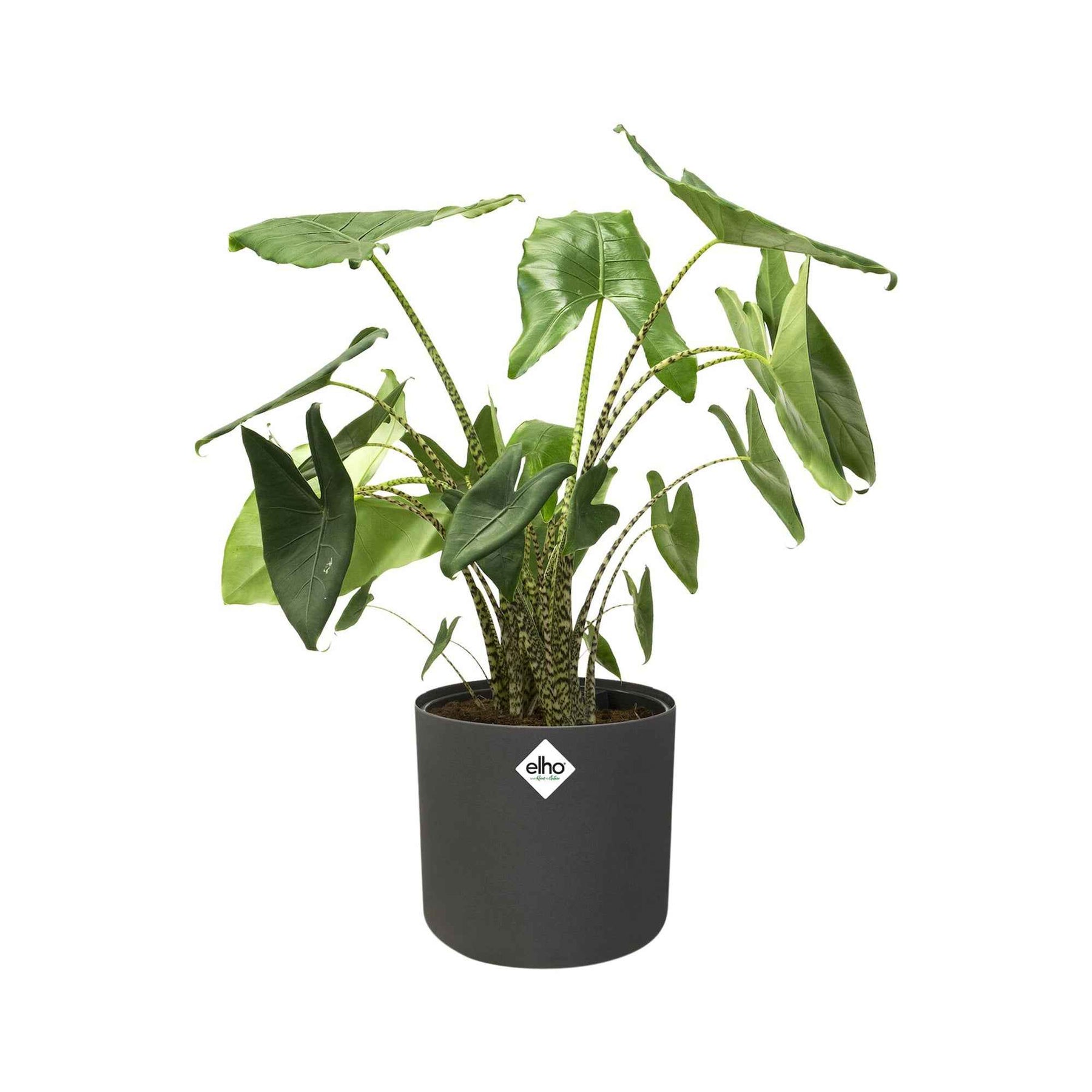 Vente Elho Cache-pot B for soft rond anthracite - 