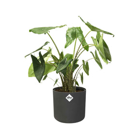 Vente Elho Cache-pot B for soft rond anthracite - 
