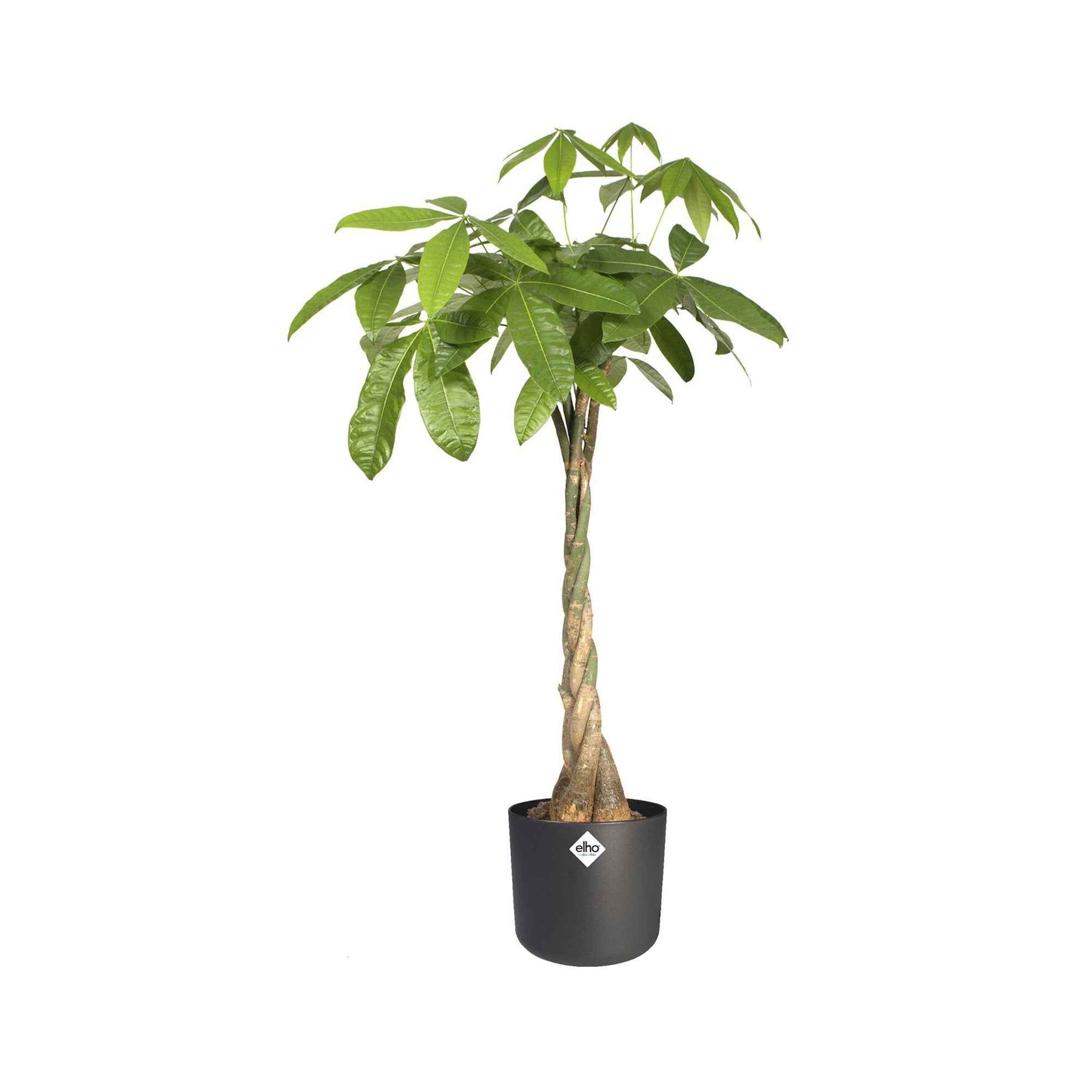 Cache-pots & Pots - Elho Cache-pot B for soft rond anthracite - 