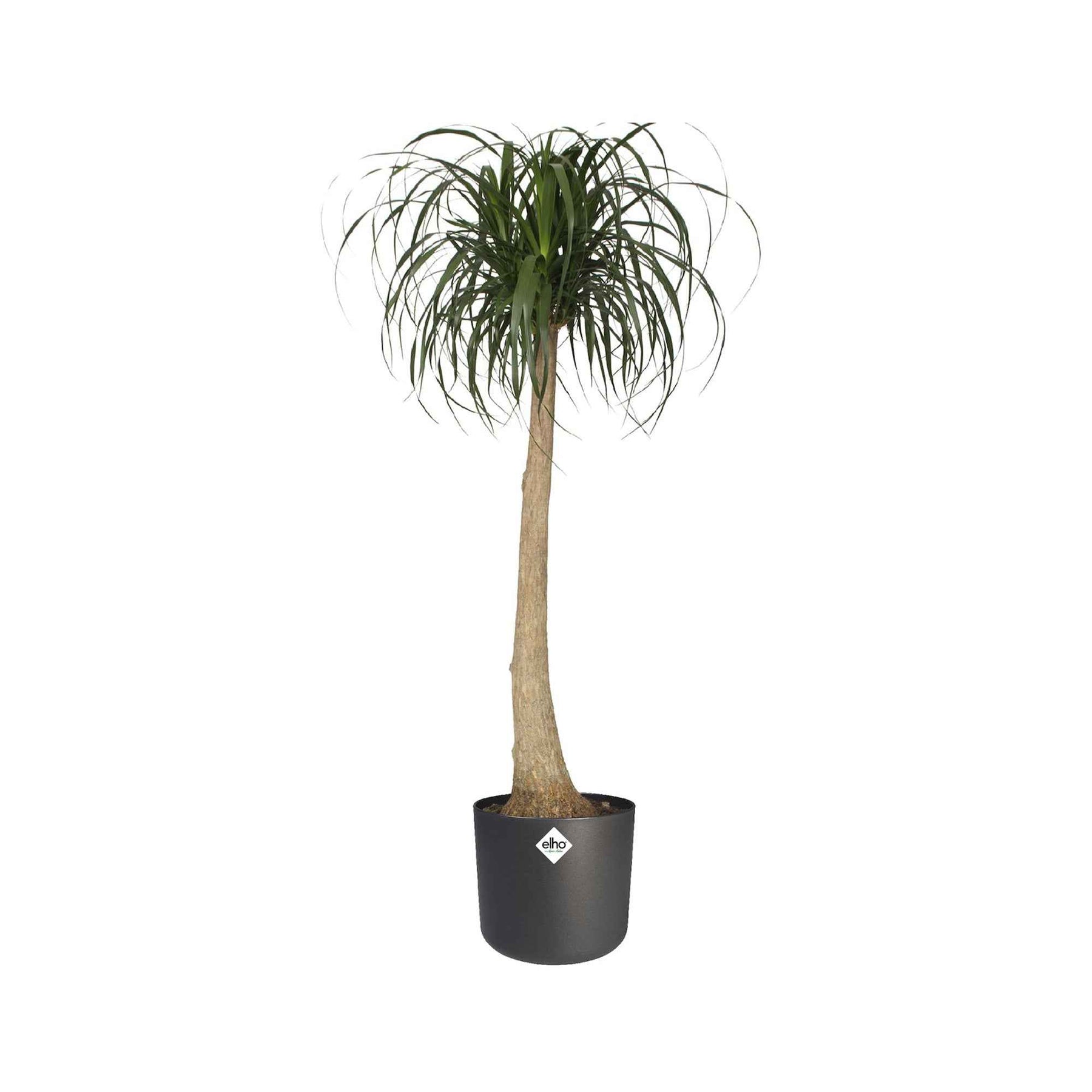  - Elho Cache-pot B for soft rond anthracite - Cache-pots & Pots