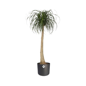  - Elho Cache-pot B for soft rond anthracite - Cache-pots & Pots