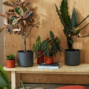 Elho Cache-pot B for soft rond anthracite -  - Willemse