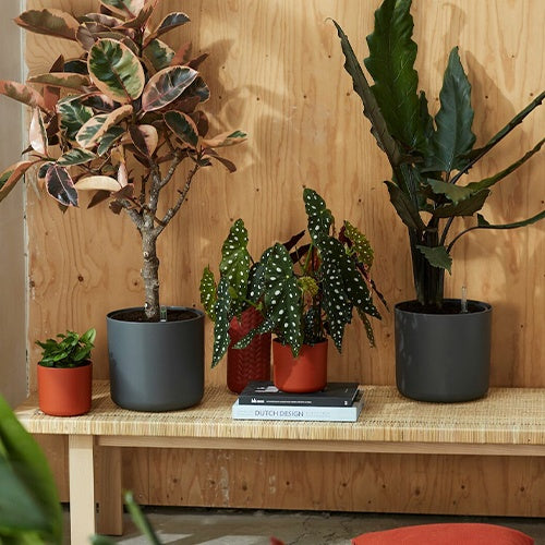 Elho Cache-pot B for soft rond anthracite -  - Willemse