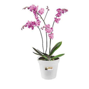  - Elho Pot pour orchidée - Cache-pots & Pots