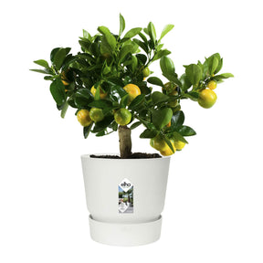 Pot de fleurs Greenville Blanc ELHO -  - Willemse