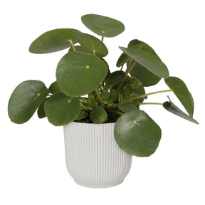  - Cache-pot Vibes fold Blanc soie ELHO - Cache-pots & Pots