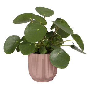 Cache-pots & Pots - Cache-pot Vibes fold Rose poudré ELHO - 