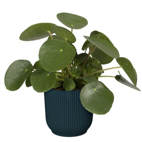 Vente Cache-pot Vibes fold Bleu foncé ELHO - 