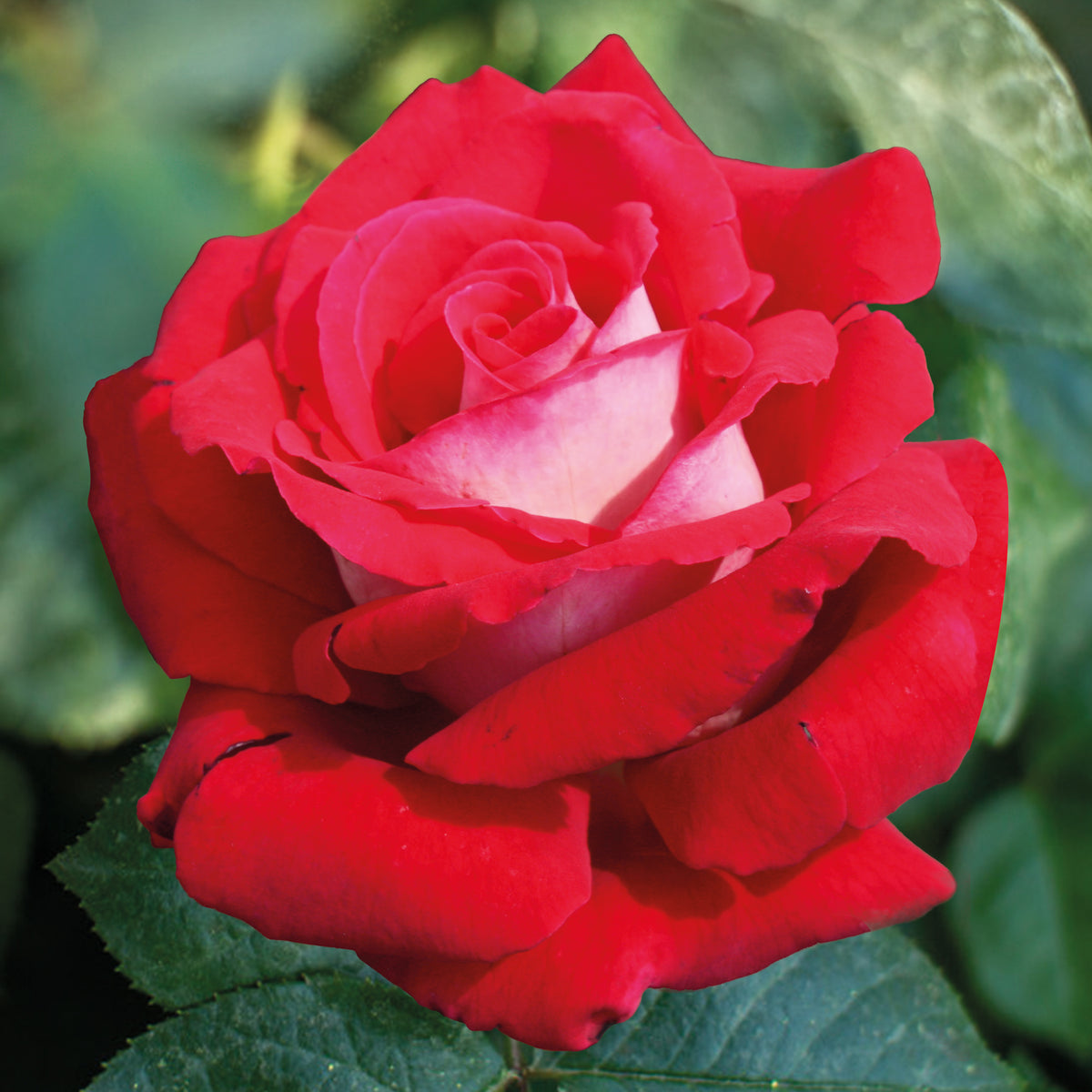 Rosier buisson Osiria - Rosa Osiria - Willemse