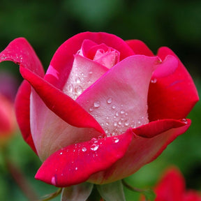 Rosa Osiria - Rosier buisson Osiria - Rosiers à grandes fleurs