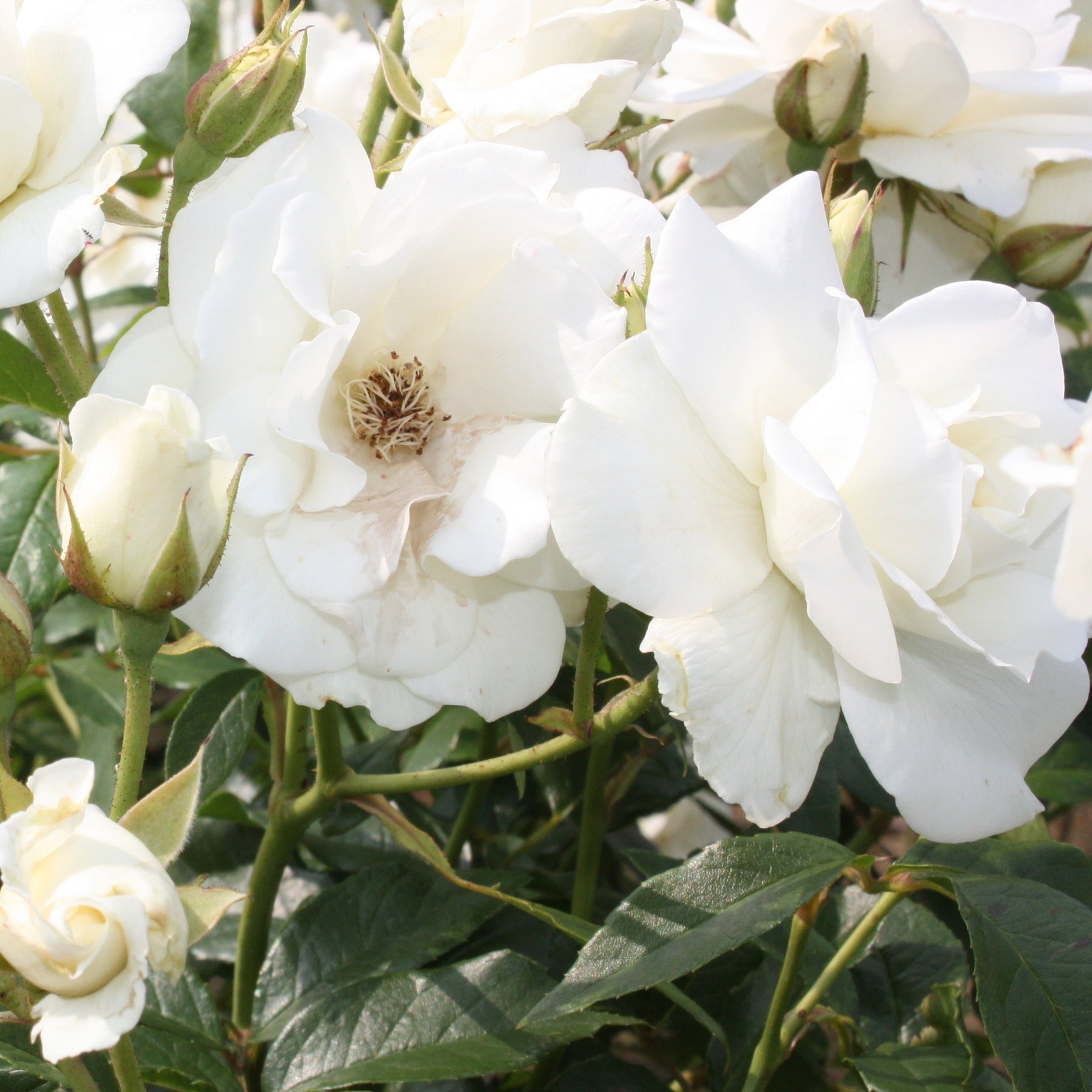 Rosiers à fleurs groupées polyantha - Rosier à massif Iceberg - Rosa iceberg