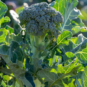 Chou brocoli Atlantis F1 - Willemse
