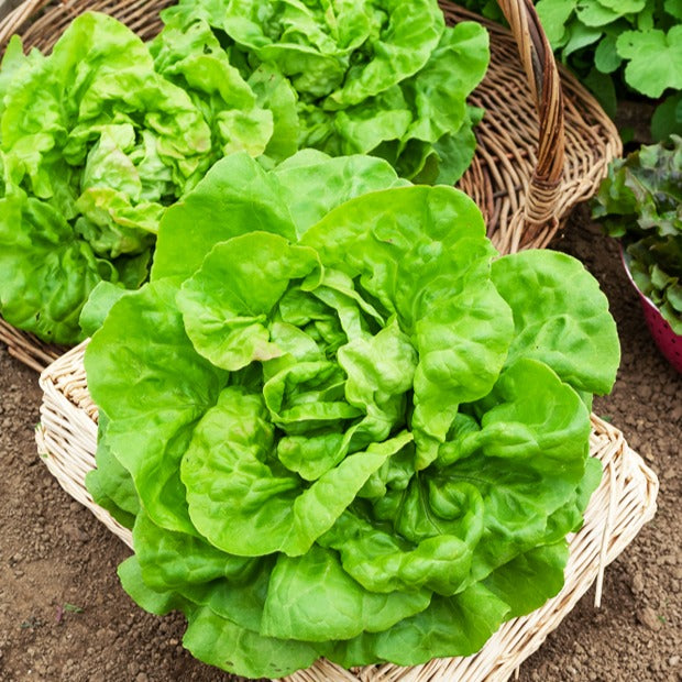 Laitue - Laitue pommée Reine de Mai - Lactuca sativa Reine de Mai