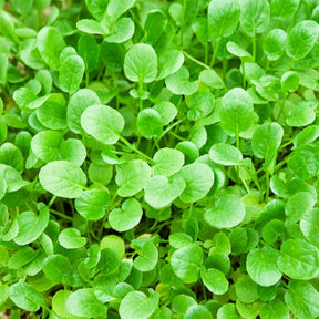 Salades - Cresson de jardin - Barbarea verna