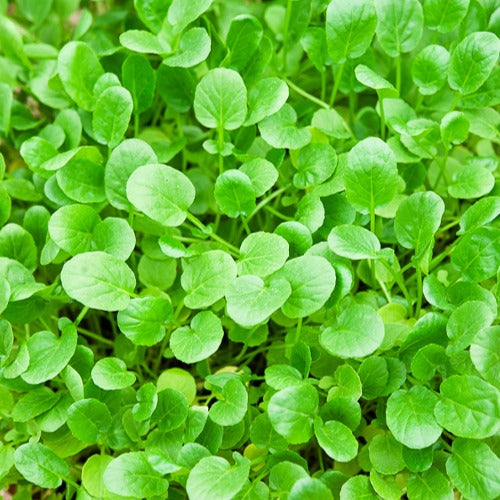 Salades - Cresson de jardin - Barbarea verna