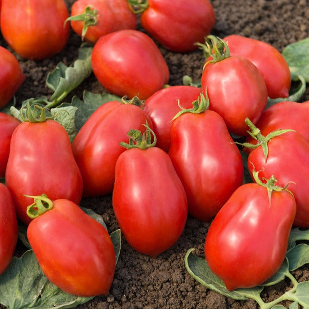 Tomate Roma VF - Willemse