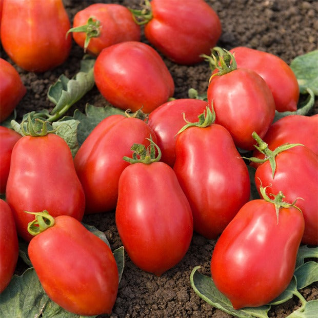 Collection 4 tomates : Rose de Berne, Roma, Merveille des marchés, Sw - Collection de Tomates - Tomates