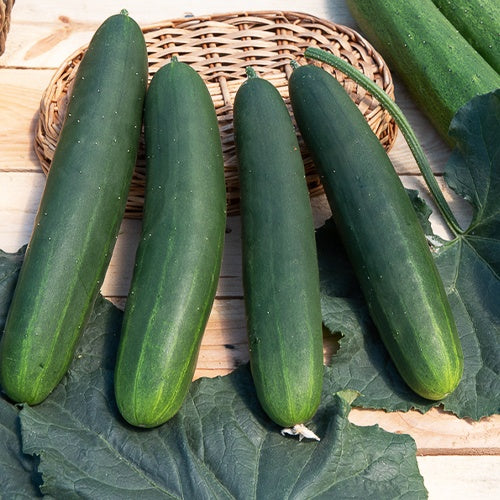 Concombre Tanja - Cucumis sativus tanja - Willemse