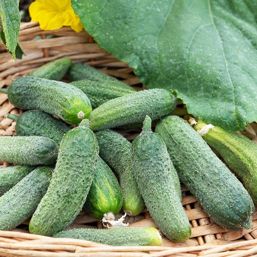 Cornichon Vert Petit de Paris - Willemse