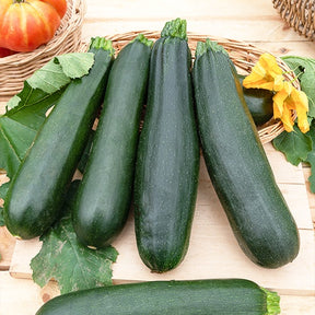 Courgette Black Beauty - Cucurbita pepo  black beauty - Willemse