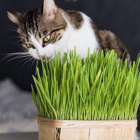 L'herbe à chat - Willemse