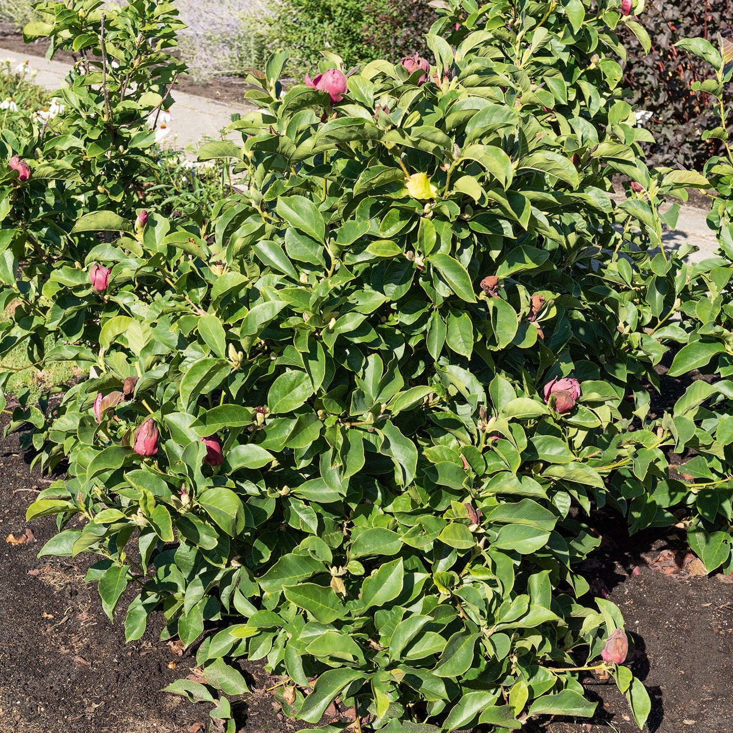 Magnolias - Magnolia Genie - Magnolia Genie