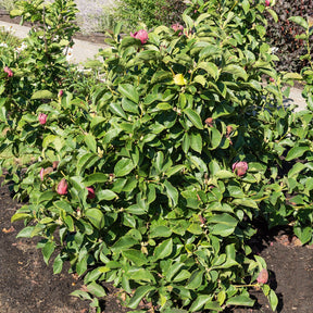 Magnolias - Magnolia Genie - Magnolia Genie