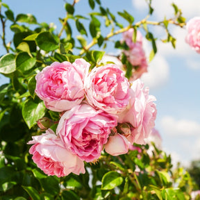 Rosa jasmina korcentex - Rosier grimpant Jasmina Korcentex - Rosiers grimpants