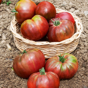 Solanum lycopersicum Noire de Crimée - Tomate Noire de Crimée - Tomates