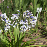 Agapanthe Twister - Willemse