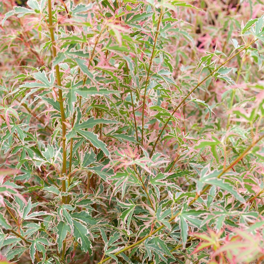 Erable du Japon - Erable Taylor - Acer palmatum Taylor