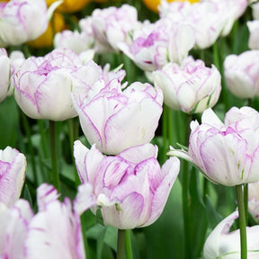 Vente 5 Tulipes à fleurs de pivoine Shirleydouble - Tulipa Shirley Double