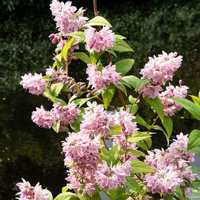 Deutzia - Deutzia Champ de fraise - Deutzia Strawberry Field