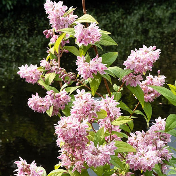 Deutzia - Deutzia Champ de fraise - Deutzia Strawberry Field