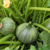 3 Plants de Courgette Ronde de Nice - Willemse