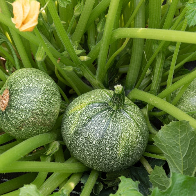 3 Plants de Courgette Ronde de Nice - Willemse