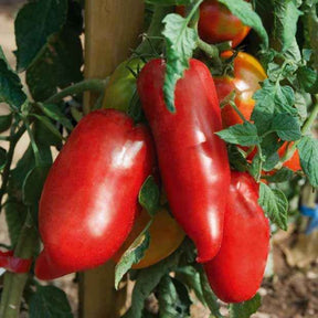 3 Plants de Tomate Andine cornue - Willemse