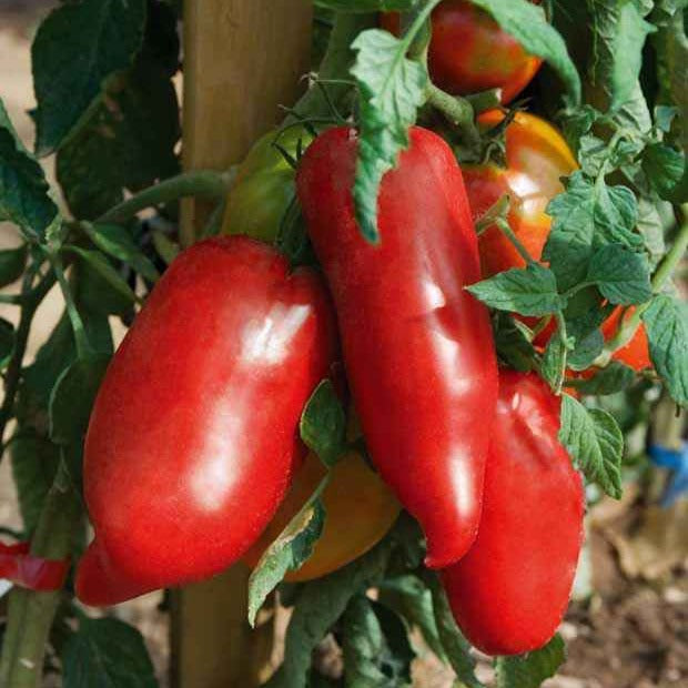 3 Plants de Tomate Andine cornue - Willemse