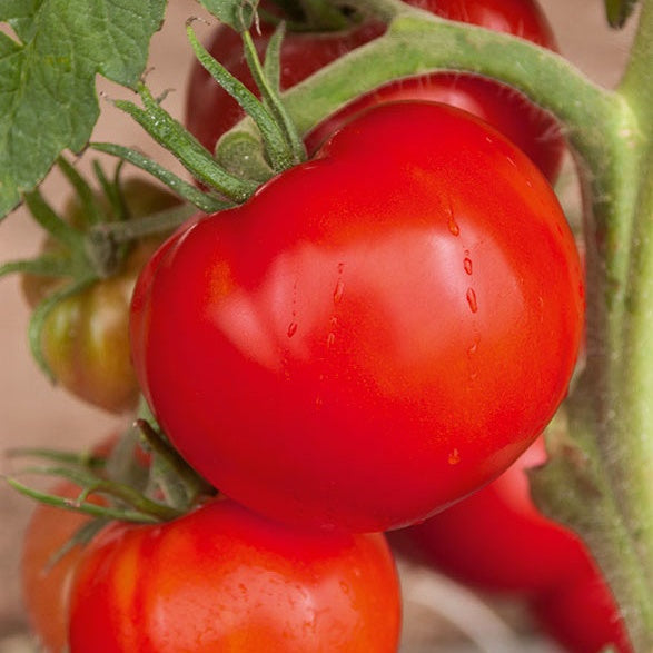 3 Plants de Tomate Saint Pierre F1 - Willemse