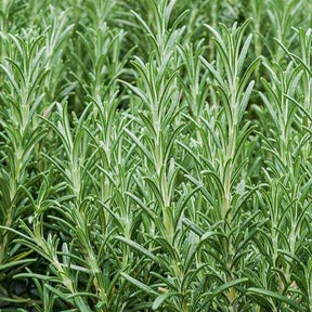 Plant de Romarin - Rosmarinus officinalis - Willemse