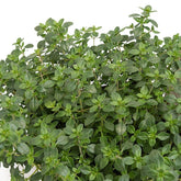 Plant de Thym citron - Willemse