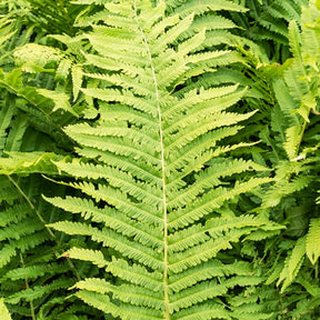 Vente 2 Fougères Plume d'autruche - Matteuccia struthiopteris