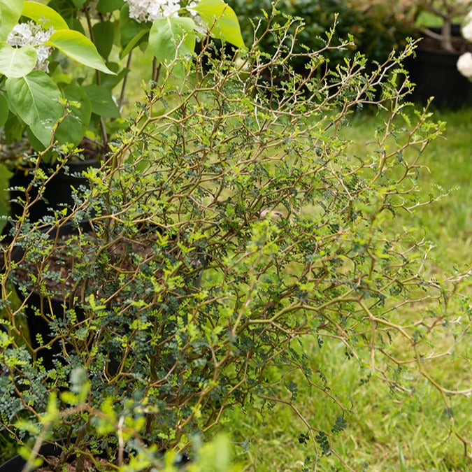 Sophora prostrata Little Baby - Willemse