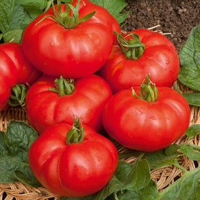 Solanum lycopersicum Marmande - Tomate à très gros fruits Marmande - Tomates