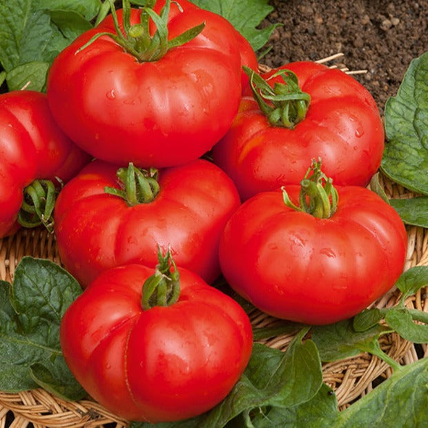 Solanum lycopersicum Marmande - Tomate à très gros fruits Marmande - Tomates