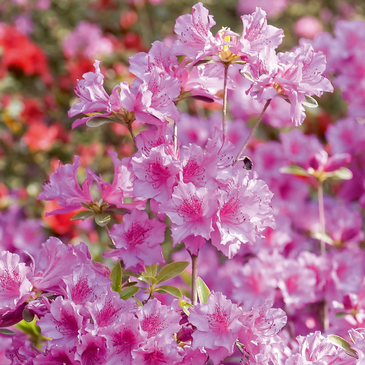 Azalée du Japon rose - Azalea japonica pink - Willemse