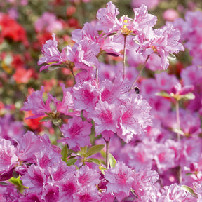 Azalée du Japon rose - Azalea japonica pink - Willemse