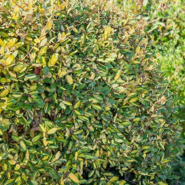 Eleagnus Pungens maculata - Eleagnus pungens maculata - Willemse