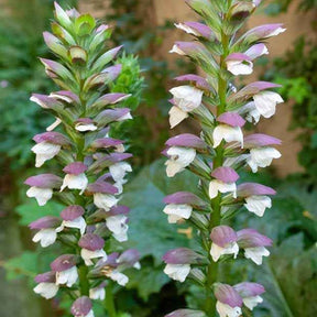 Acanthus mollis - Acanthe molle - Acanthe