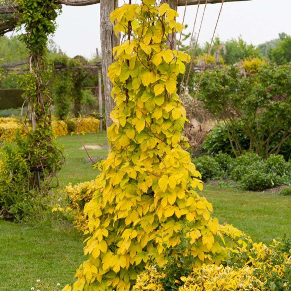 Houblon doré - Willemse